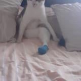 Foto del gato perdido en Colomiers