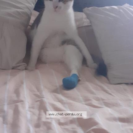 Foto 1/1 Miaous Chat perdido en Colomiers