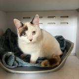 Foto de gato encontrado en Montauban