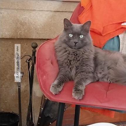 Foto 1/1 Gato encontrado Encontrado en Nimes