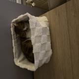 Foto del gato perdido en Boisme