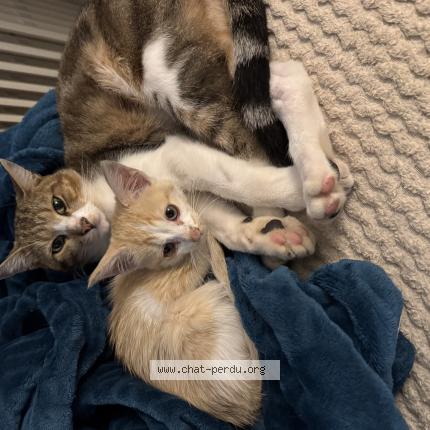 Foto 2/3 Stitch Chat perdido en Boisme