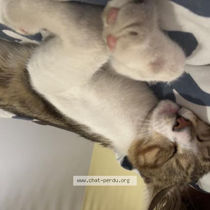 Foto 3/3 Stitch Chat perdido en Boisme