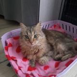 Foto de gato encontrado en Angers