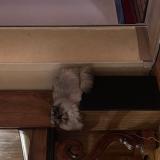 Foto del gato perdido en Claret