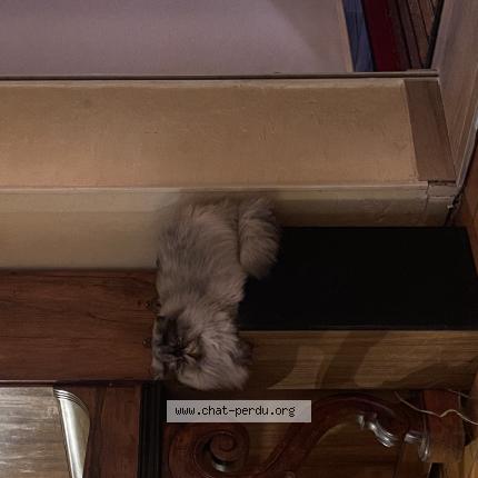 Foto 1/1 Marie Frimousse Chat perdido en Claret