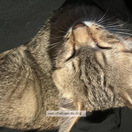 Foto 1/1 sans nom Chat perdido en Fontaine la gaillarde