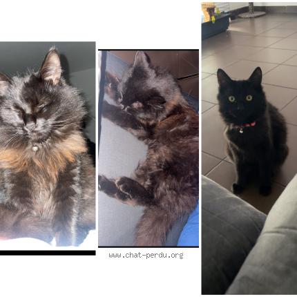 Foto 1/1 Cookie Chat perdido en Merignac