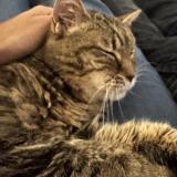 Foto del gato perdido en Perigny