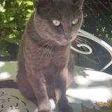 Foto del gato perdido en Castres