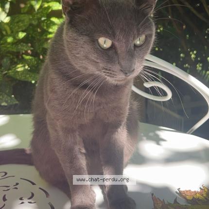Foto 1/1 Griselou Chat perdido en Castres