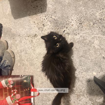 Foto 1/1 Abysse Chat perdido en Fleurance