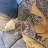 Foto del gato perdido en Carbonne