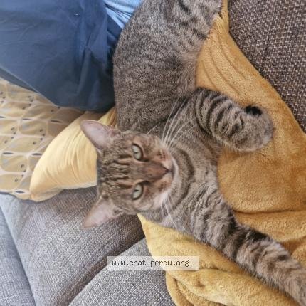 Foto 1/1 Nala Chat perdido en Carbonne