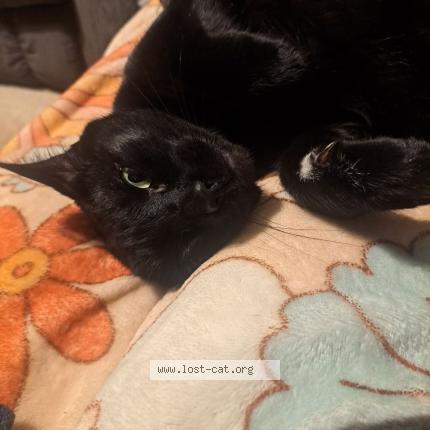 Foto 1/1 Little Jack Chat perdido en Gilmer