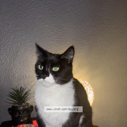 Foto 1/1 nala Chat perdido en Peyruis