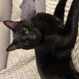 Foto del gato perdido en Le Raincy