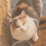 Foto de gato encontrado en Chicago Heights