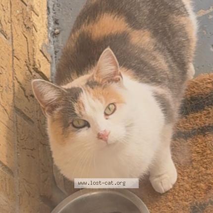 Foto 1/1 Gato encontrado Encontrado en Chicago heights