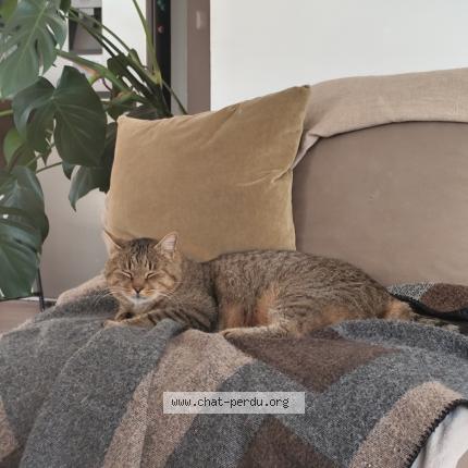 Foto 1/1 Milky Chat perdido en Noailles