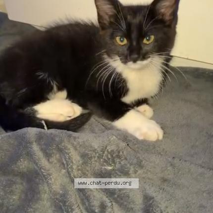 Foto 1/1 Gato encontrado Encontrado en Elancourt