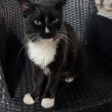 Foto de un gato reunido en Caracas