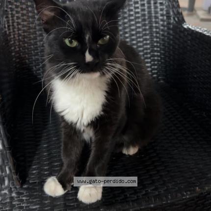 Foto 1/1 Gato encontrado Encontrado en Caracas