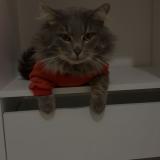 Foto del gato perdido en 40280 Saint Pierre Du Mont