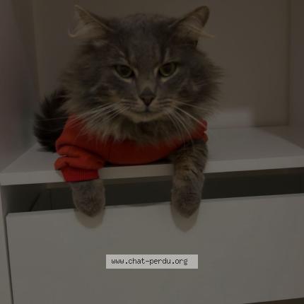 Foto 1/1 Nenett Chat perdido en 40280 saint pierre du mont
