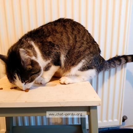 Foto 2/5 Gato encontrado Encontrado en Le vilhain