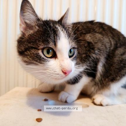 Foto 3/5 Gato encontrado Encontrado en Le vilhain