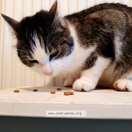 Foto 5/5 Gato encontrado Encontrado en Le vilhain