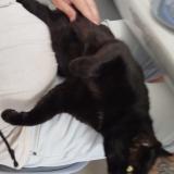 Foto del gato perdido en St Sauveur