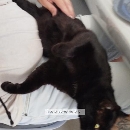 Foto 1/1 Nicolas MAHEUT Chat perdido en St sauveur