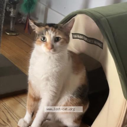 Foto 1/3 Shy Chat perdido en Blue island