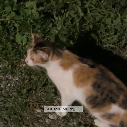 Foto 2/3 Shy Chat perdido en Blue island