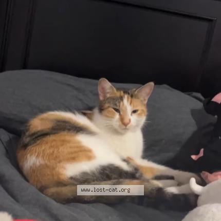 Foto 3/3 Shy Chat perdido en Blue island