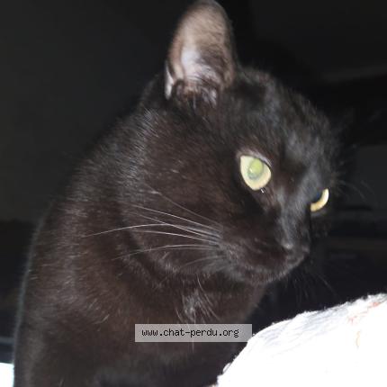 Foto 1/1 Claude Chat perdido en Montignies sur sambre