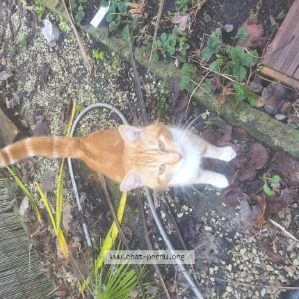 Foto 1/1 Gato encontrado Encontrado en Grez doiceau