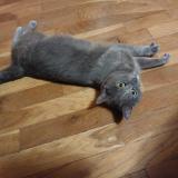 Foto de gato encontrado en La Boissiere