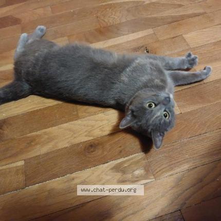 Foto 1/1 Gato encontrado Encontrado en La boissiere