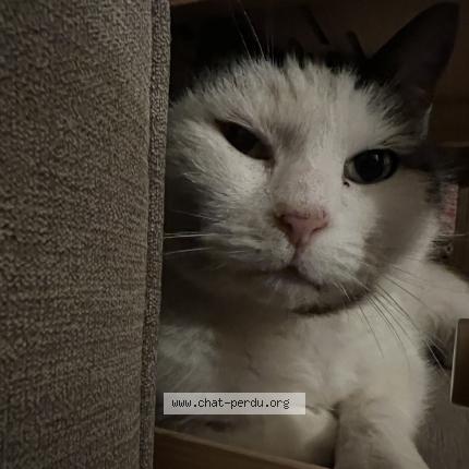 Foto 1/1 Toti Chat perdido en Chauray