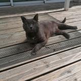 Foto del gato perdido en Aytre