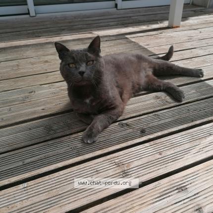 Foto 1/1 Mimi gris Chat perdido en Aytre