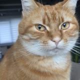 Foto del gato perdido en Cappelle La Grande