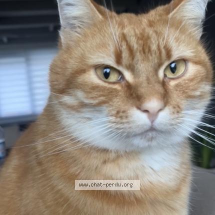 Foto 1/1 Garfield Chat perdido en Cappelle la grande