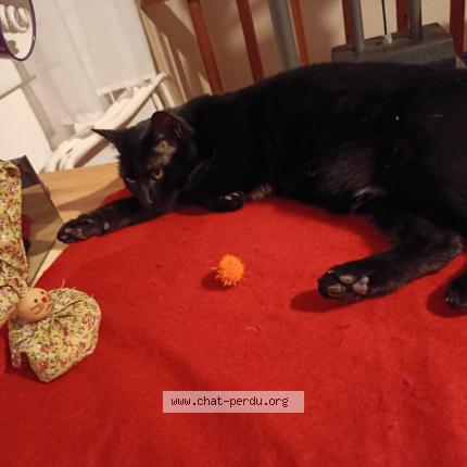 Foto 1/1 X&eacute;na Chat perdido en Saint hippolyte