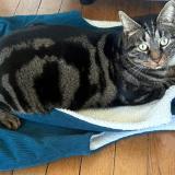 Foto del gato perdido en Rosny Sous Bois