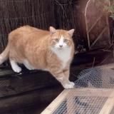 Foto del gato perdido en Strasbourg