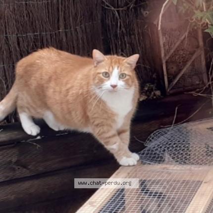 Foto 1/1 Claudine Sittler Chat perdido en Strasbourg